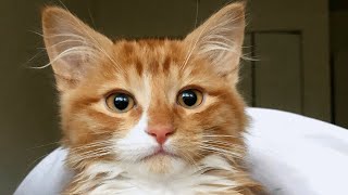Woman gets kitten for first time in life. And instantly becomes cat lady.