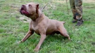 Andante Bandog - "Ego Andante" (Andante Bandog Kennels)
