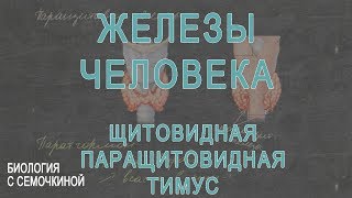 Железы человека: щитовидная, паращитовидная, тимус