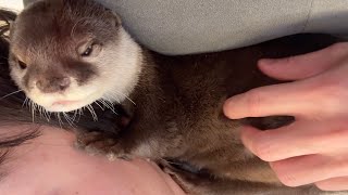 狭すぎるスペースにわざわざ入り込んでくるカワウソ An otter goes out of its way to get into a space that is too small for it.