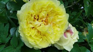 Tree Peony - Alice Harding