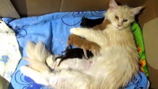 Cat shows kittens.Кошка показывает котят.