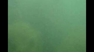 Vida submarina - Robalos 1
