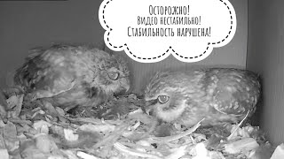 Тайная жизнь сычей Кутуши и ХЗ в коробочке. Чем заняты совы, когда я нахожусь в совешне?