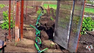Капельный полив на винограднике. Укладка магистрали. Часть 1. Виноград 2016.