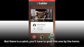 Tudder is a new dating app... for cows