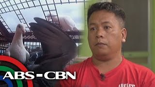 Tapatan Ni Tunying: Life in pigeon racing