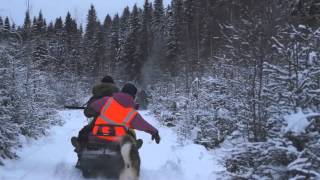Коллективная охота на лося