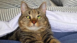 Cross-eyed cat is living her best life now