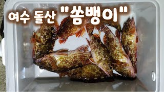 여수돌산 "쏨뱅이" ....씨알이가.....점점.......