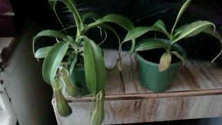 MUNDPLANTS cuidados de planta carnivora Nepenthes en bolivia