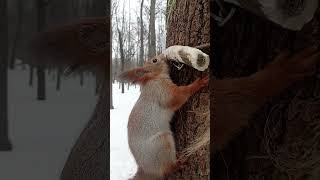 Ещё про белку и кость / More about a squirrel and a bone