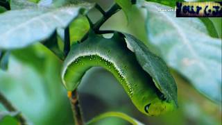 larva 2019