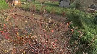Плодовые почки на голубике