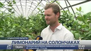 Как вырастить лимонарий в степи