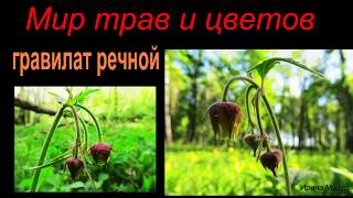 Цветы и травы. Гравилат речной. Flowers and grass. Gravel is a river.