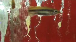 Madagascar Rainbow