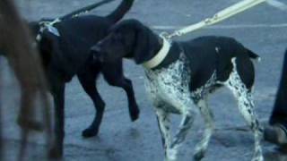 Bill and Tom Kaulitz dogs