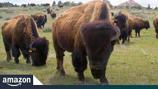 Where the buffalo roam and Amazon delivers