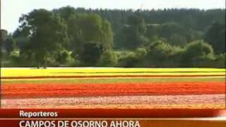 Campos de Osorno: un jardín inmenso.