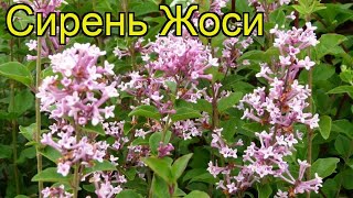 Сирень жоси. Краткий обзор: Сирень жоси описание характеристик, где купить крупномеры syringa