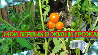 Мой огород в америке / мои первые в жизни помидоры / горе-огородник ?#первыепомидоры #огородвсша