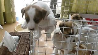 ジャックラッセルテリア　子犬