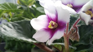 Опыление фиалок. Селекция☘️ Pollination of violets. Selection
