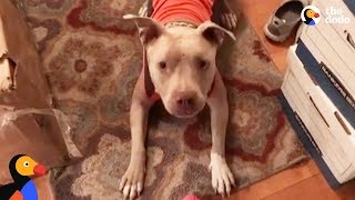 Rescue Pit Bull Dog Helps Mom Find Love and Laughter Again | The Dodo