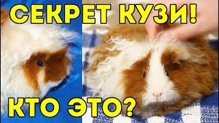 СЕКРЕТ КУЗИ / Папа Нашего Малыша / SvinkiShow