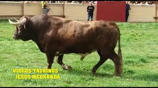 Salida..Encierro Campo Valdesaz (12-10-19)