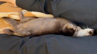 寝る場所にこだわり過ぎるあまり変なところで寝始めるカワウソ Otter starting to sleep in strange places