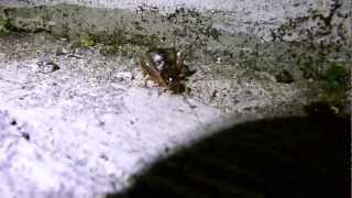 Grillo (Acheta domestica) - House Cricket