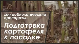 Готовим картофель к посадке часть 1