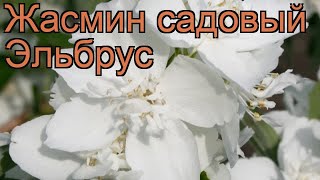 Жасмин садовый Эльбрус (philadelphus coronarius) ? обзор: как сажать, саженцы жасмина Эльбрус