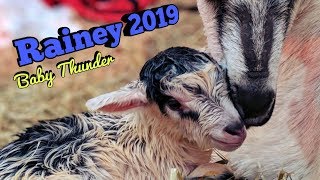 Goat giving birth - Rainey has a Baby Buckling