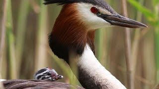 Birds of Russia 2