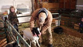 Goat riding