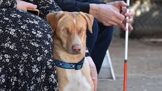 Blind veteran adopts neglected blind dog