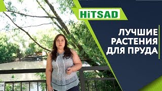 Красивые растения для Пруда ✔️ Что посадить у Водоёма ✔️ Советы От Хитсад ТВ