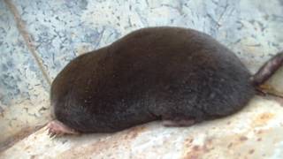 Kurmis (Talpa europaea)