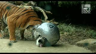 Tiger Gets Raiders Enrichment