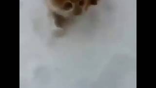 Кот первый раз увидел снег