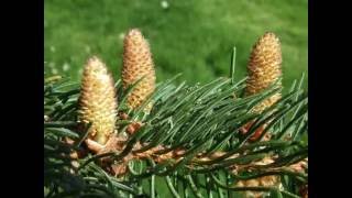 Picea abies