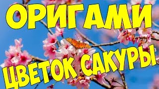 Цветок сакуры.  Оригами