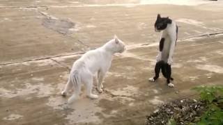 Кот быдло в бою
