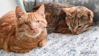 Thor and Nyla, BLIND feral cats!  TinyKittens.com