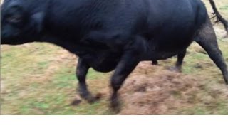 Bovine Gone Wild...Starring the Big Bad Bull