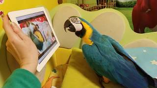 Попугай ара и iPad
