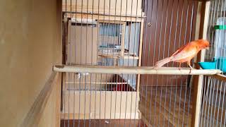 Канарейки Красные Все мои птицы сели на гнезда.Canary Singing